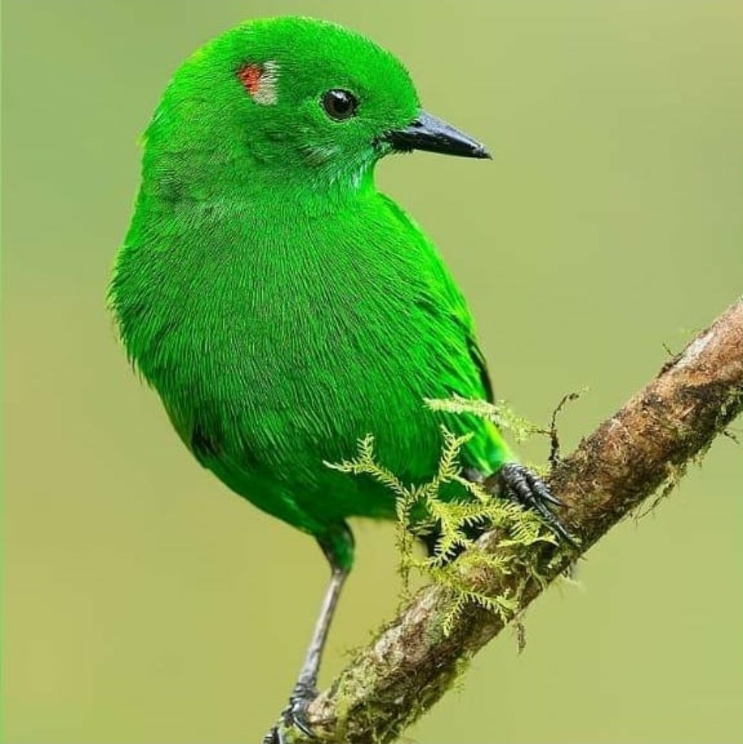Маленькая зеленая птичка