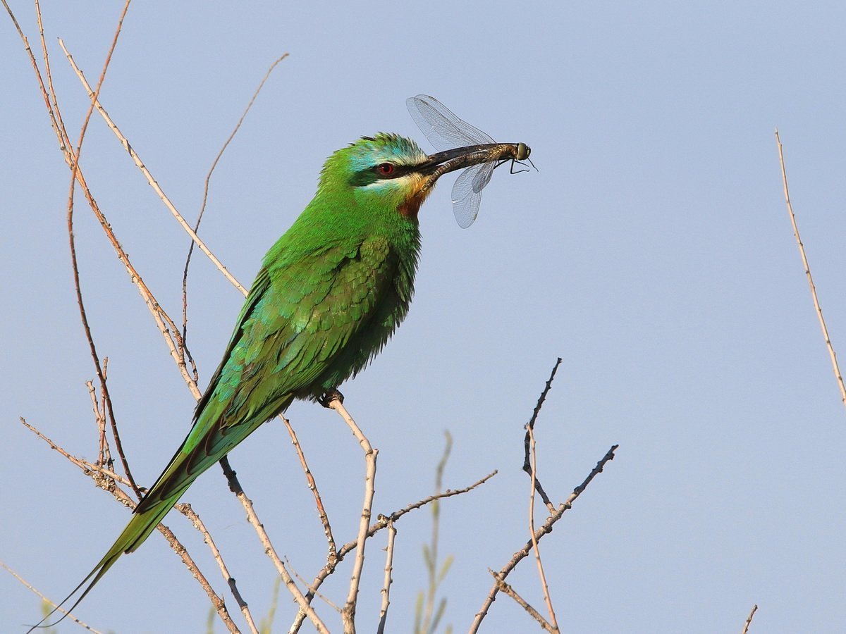 Птица щурка зеленая зеленая