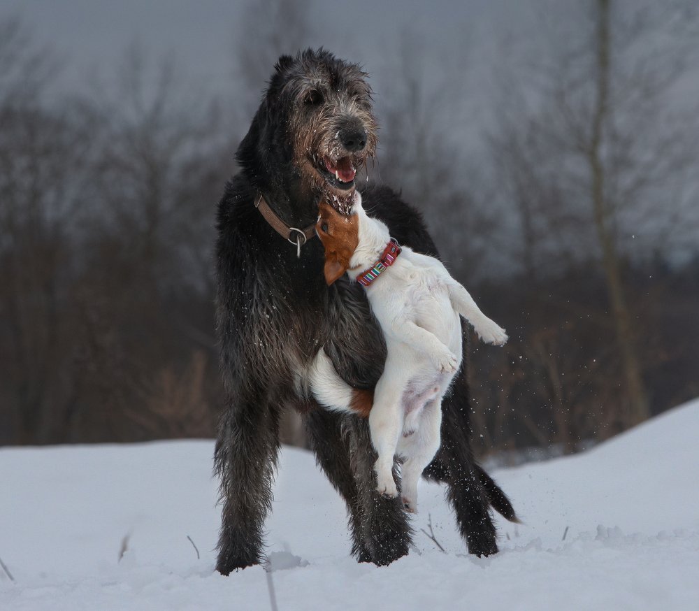 Ирландский волкодав и алабай