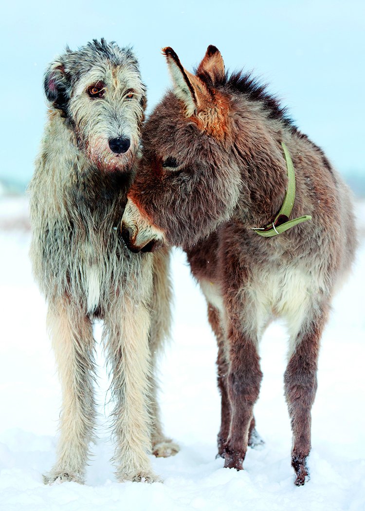 Ирландский волкодав и осел