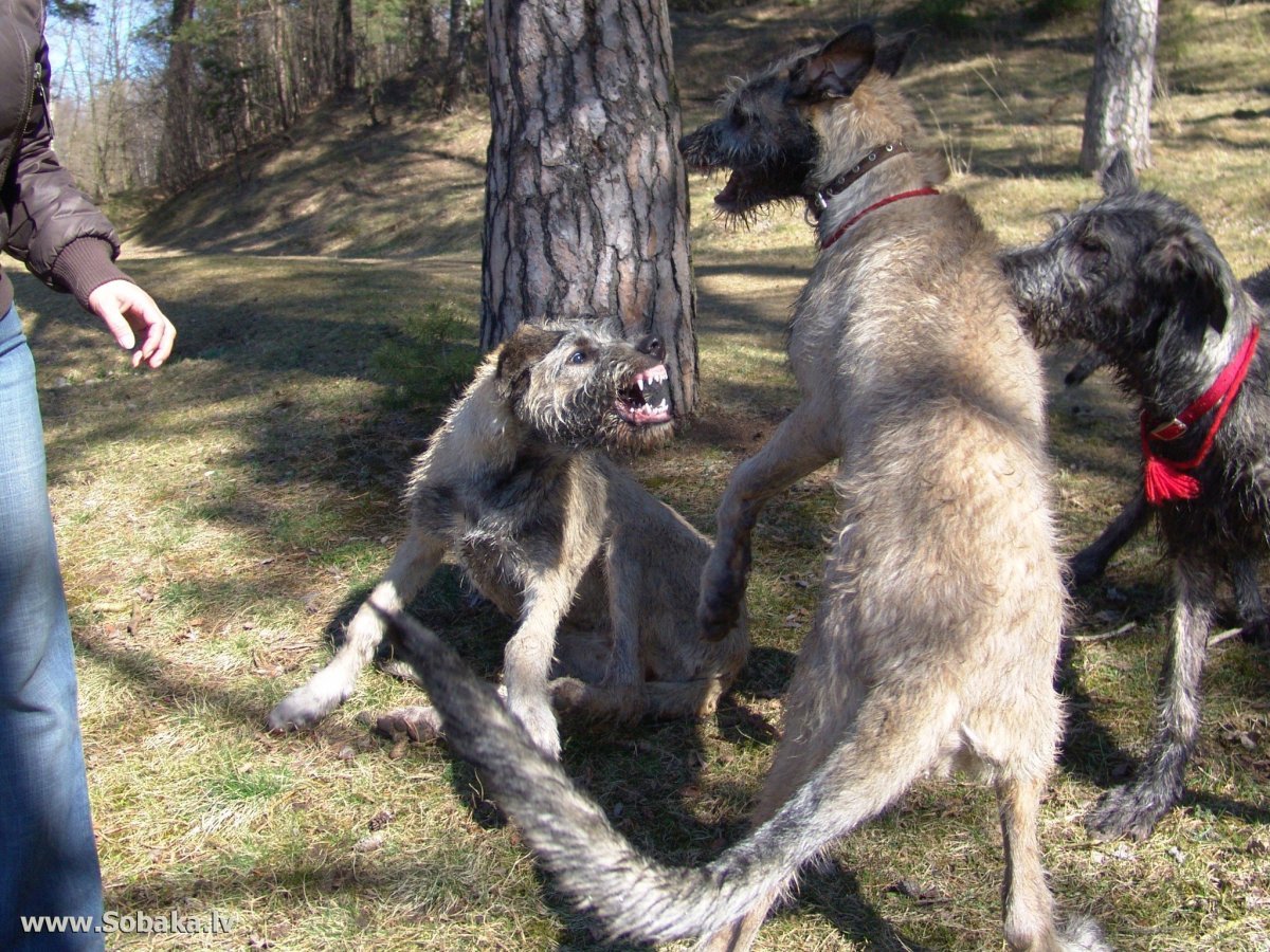 Ирландский волкодав и волк