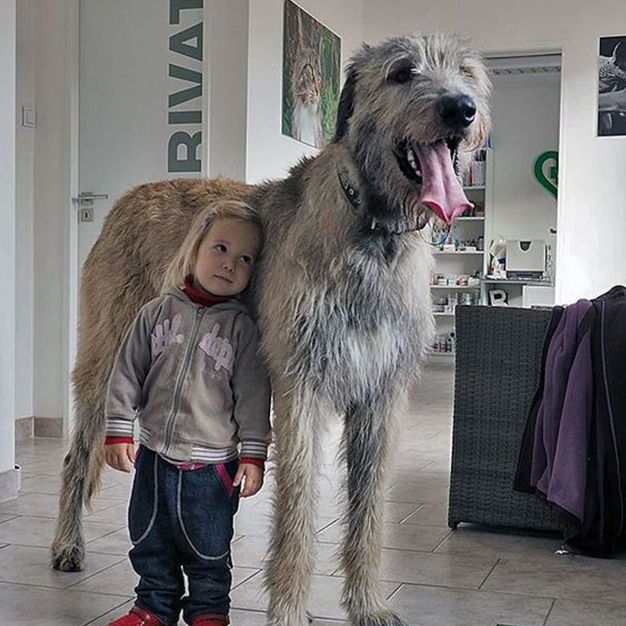 Ирландский волкодав с человеком