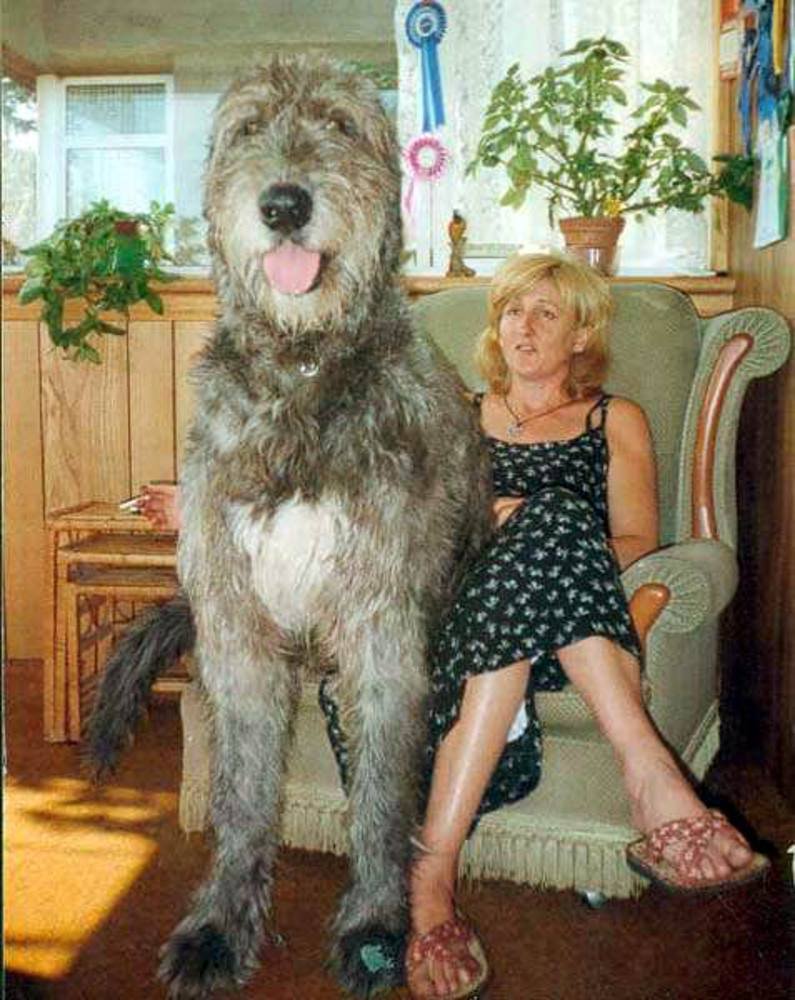 Ирландский волкодав гигант