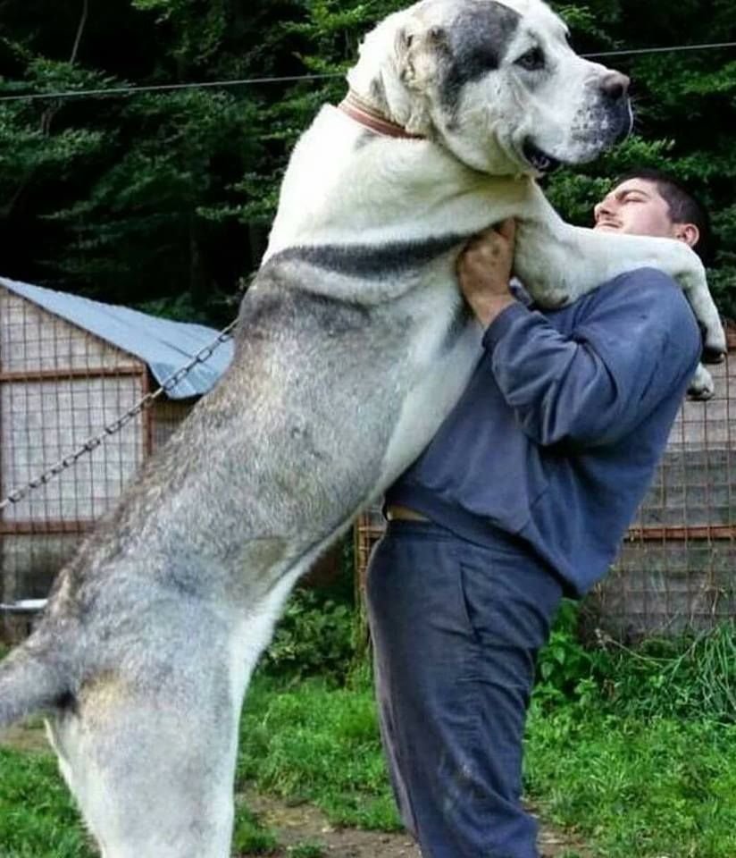 Туркменские волкодав Каргал