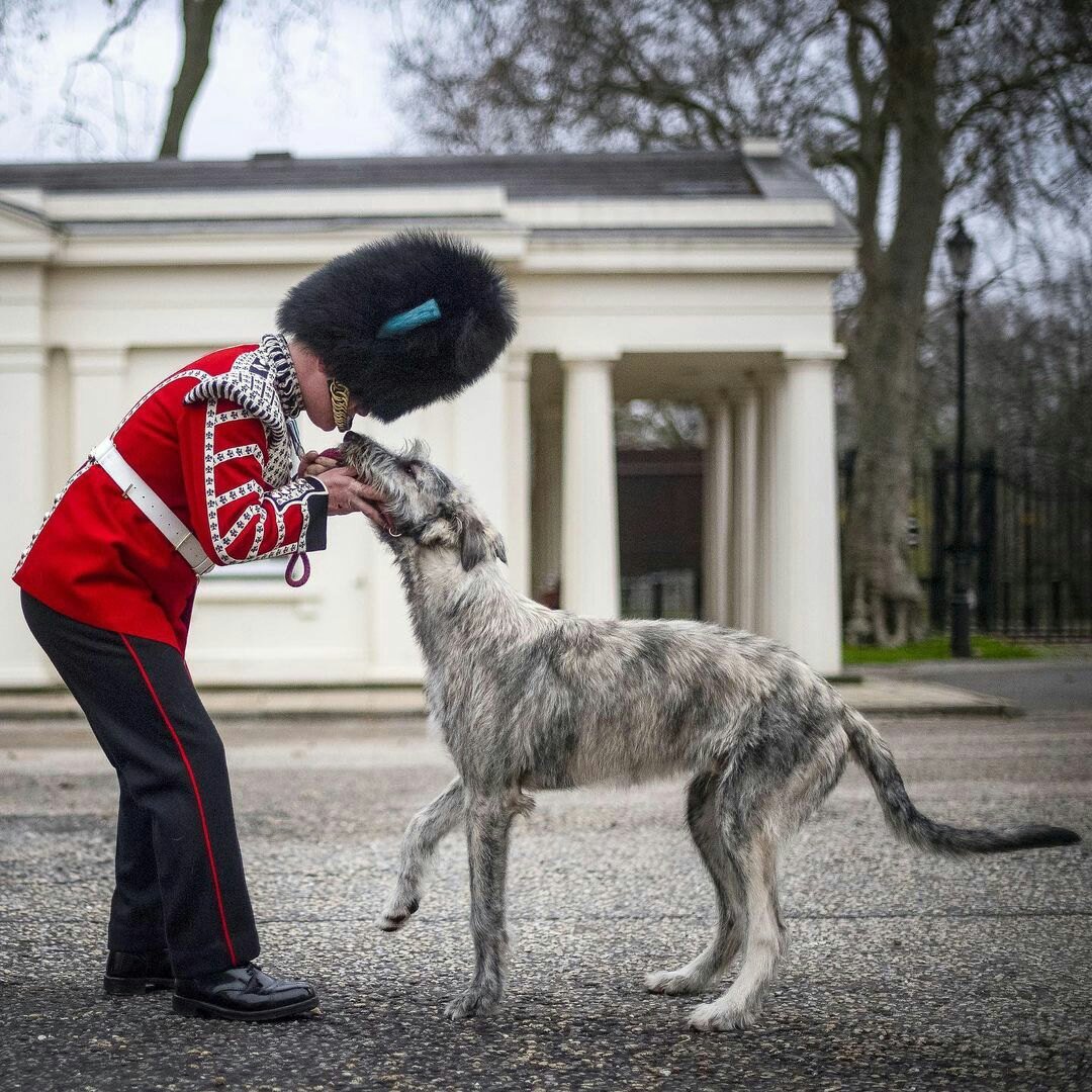 Ирландский волкодав с человеком