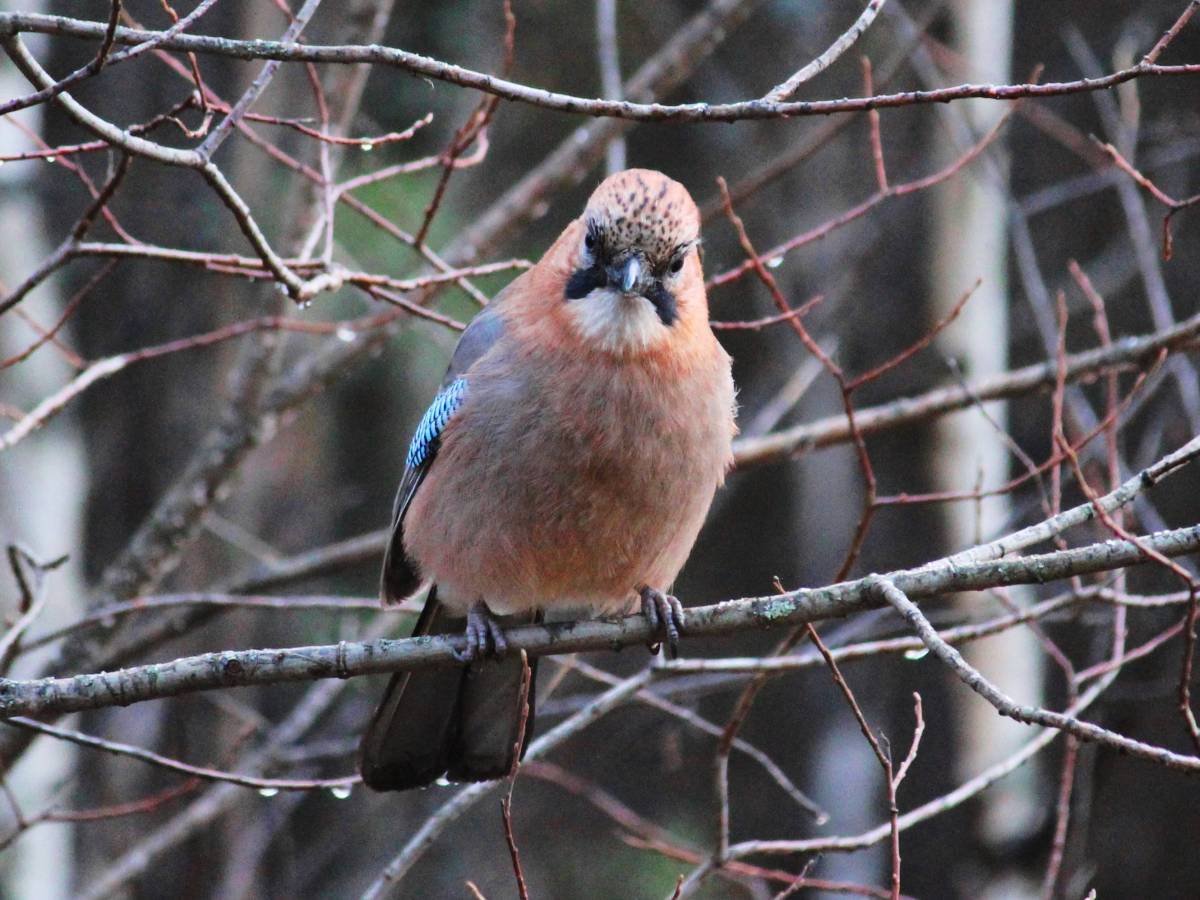 Сойка Приморский край