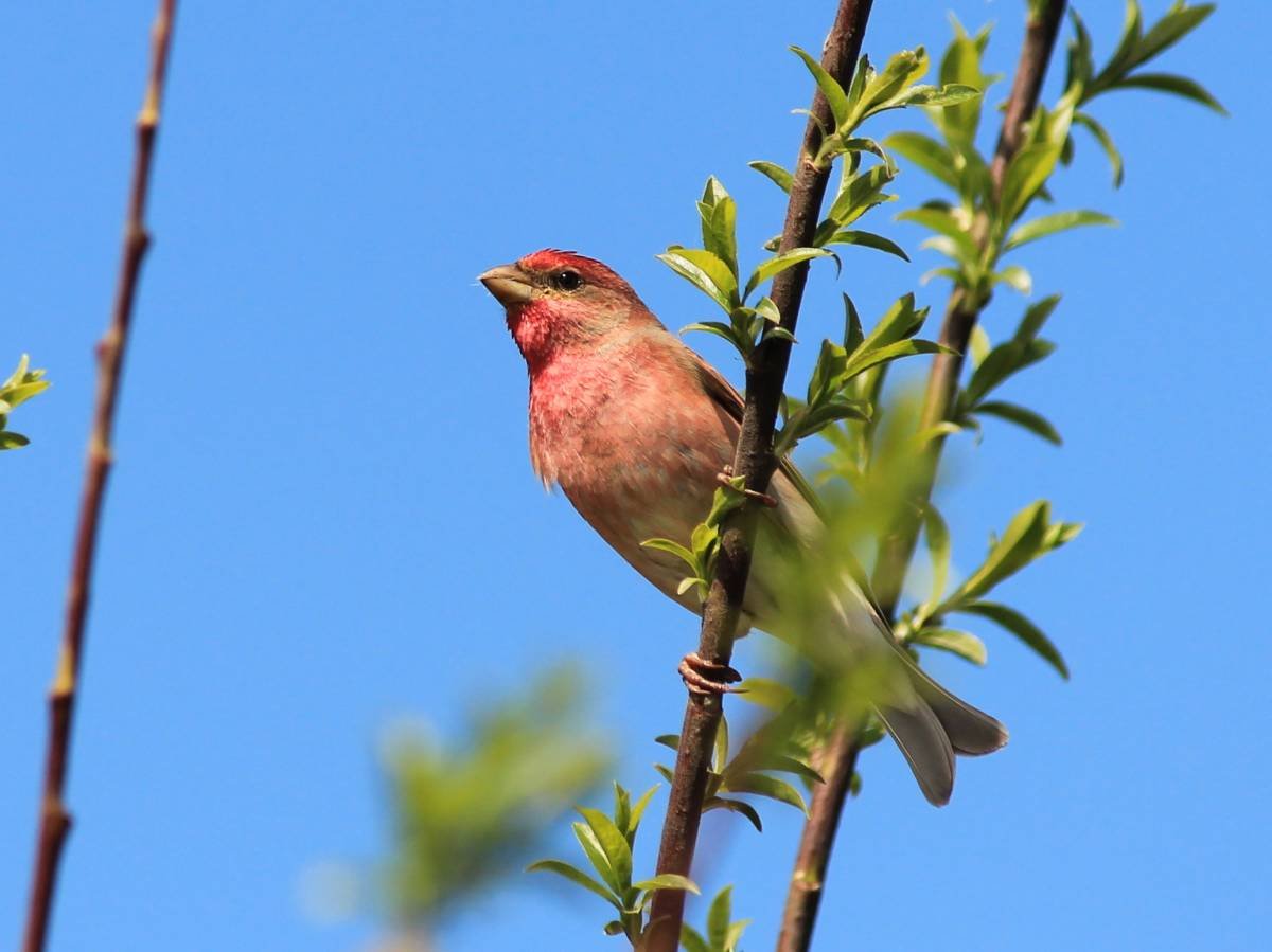 Певчие птицы Челябинской области