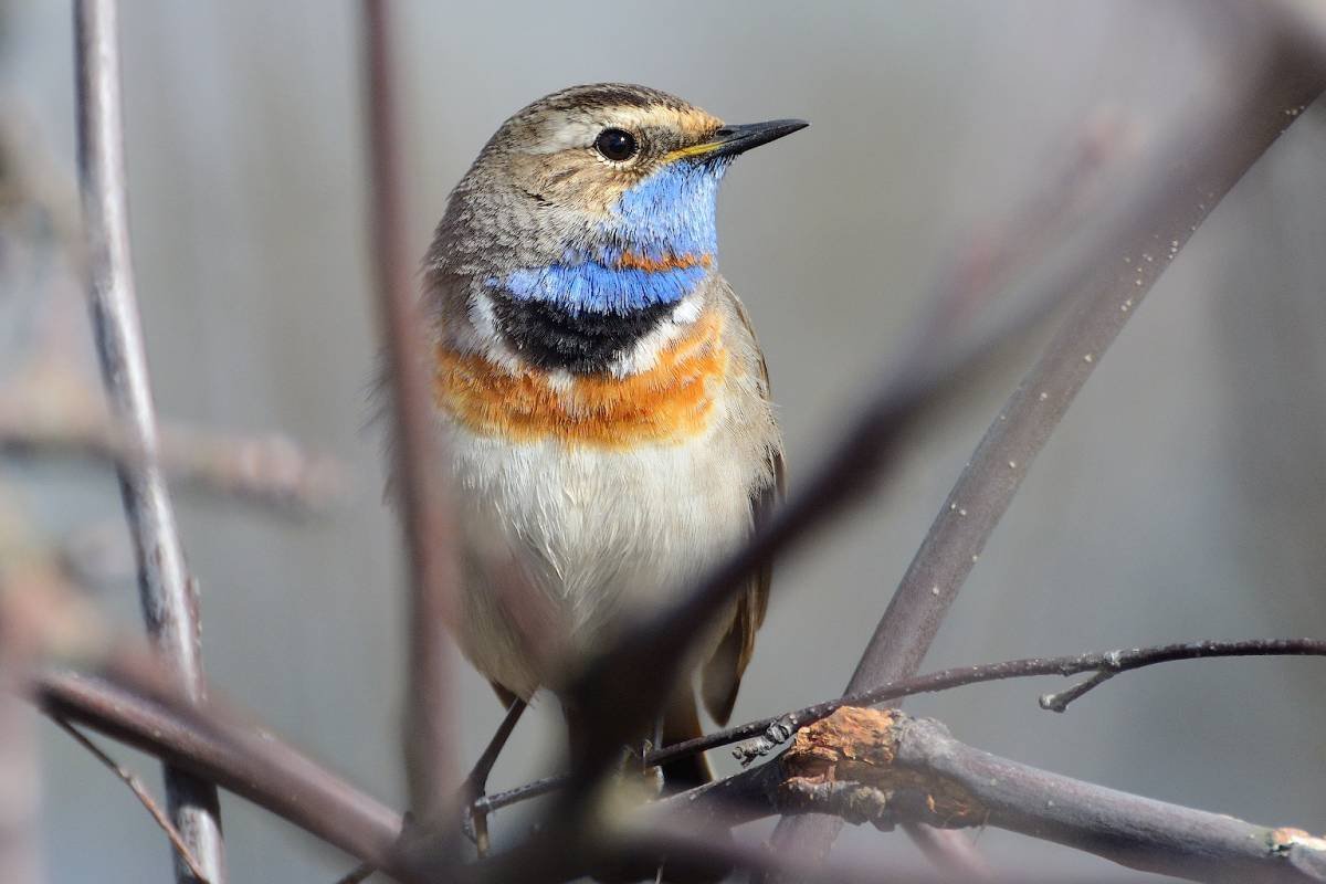 Певчие птицы Южного Урала