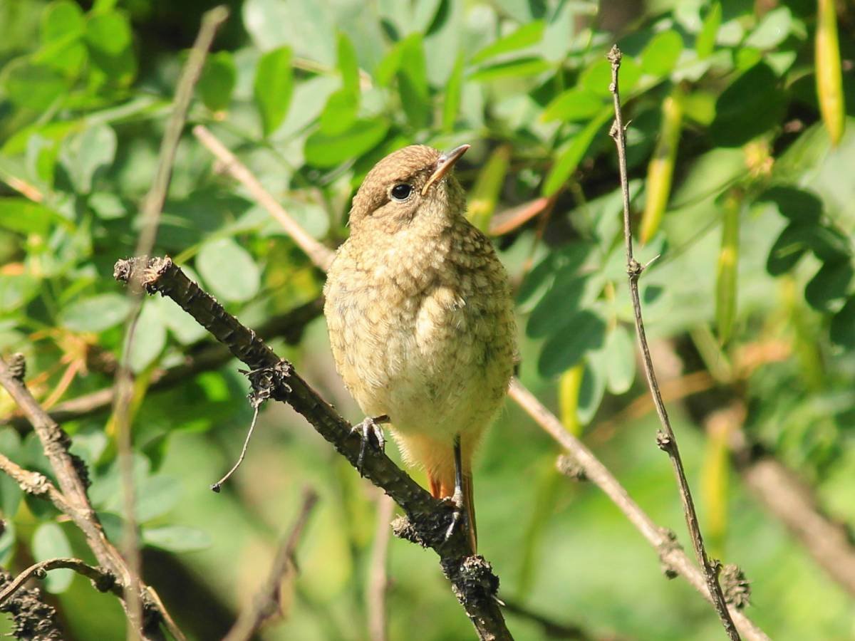 Лесные птицы Челябинской области