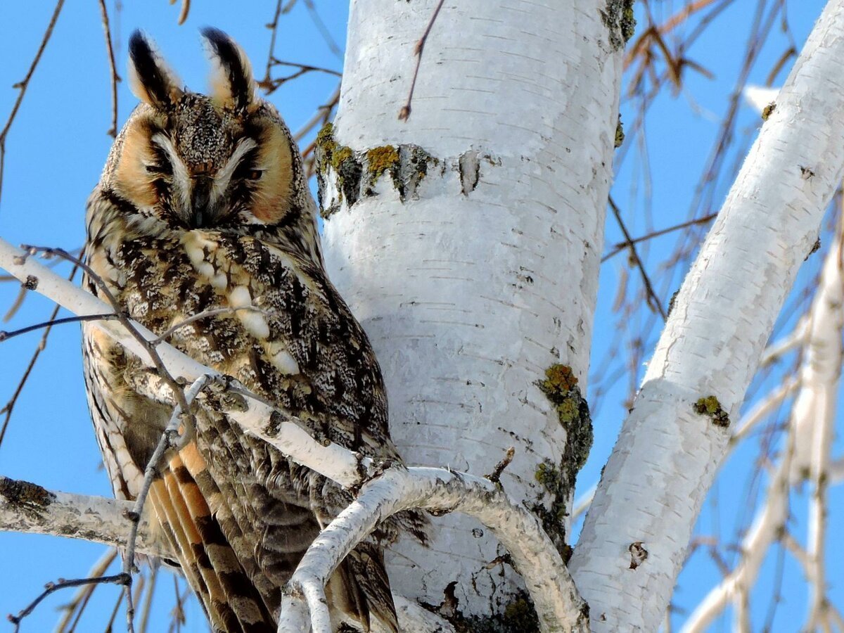 Совы Южного Урала фото