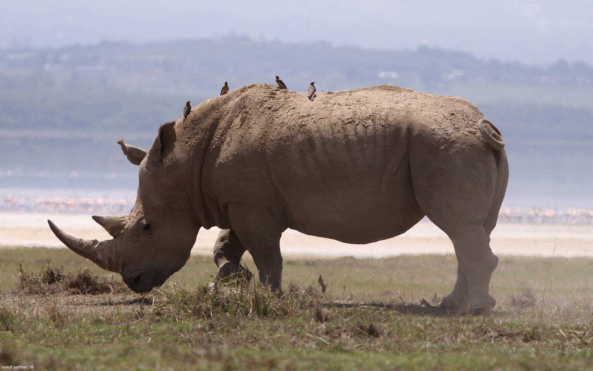 Роль в природе парнокопытных. Непарнокопытные носорог. Непарнокопытные носороги яванский. Носороги парнокопытные. Парнокопытные и непарнокопытные.