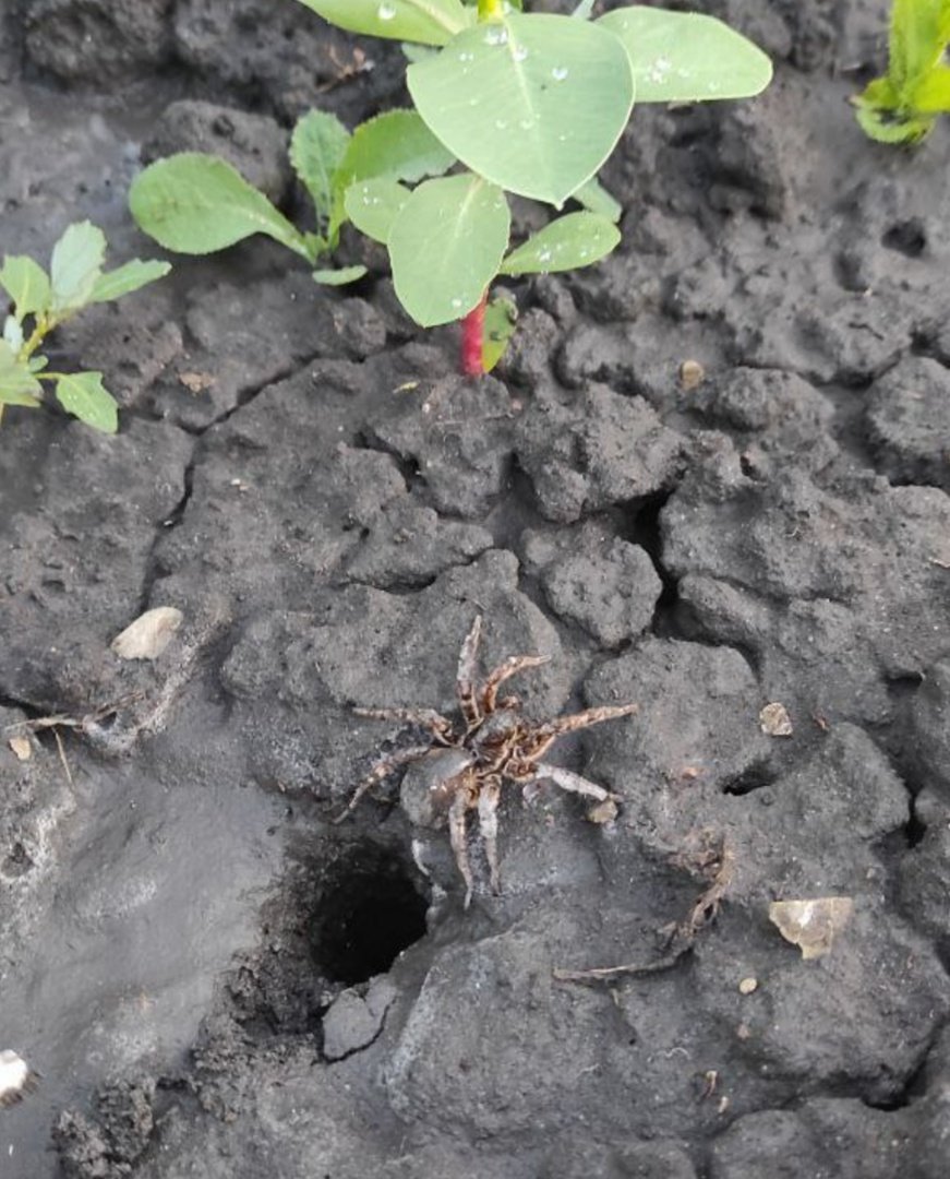 Южнорусский Тарантул укус