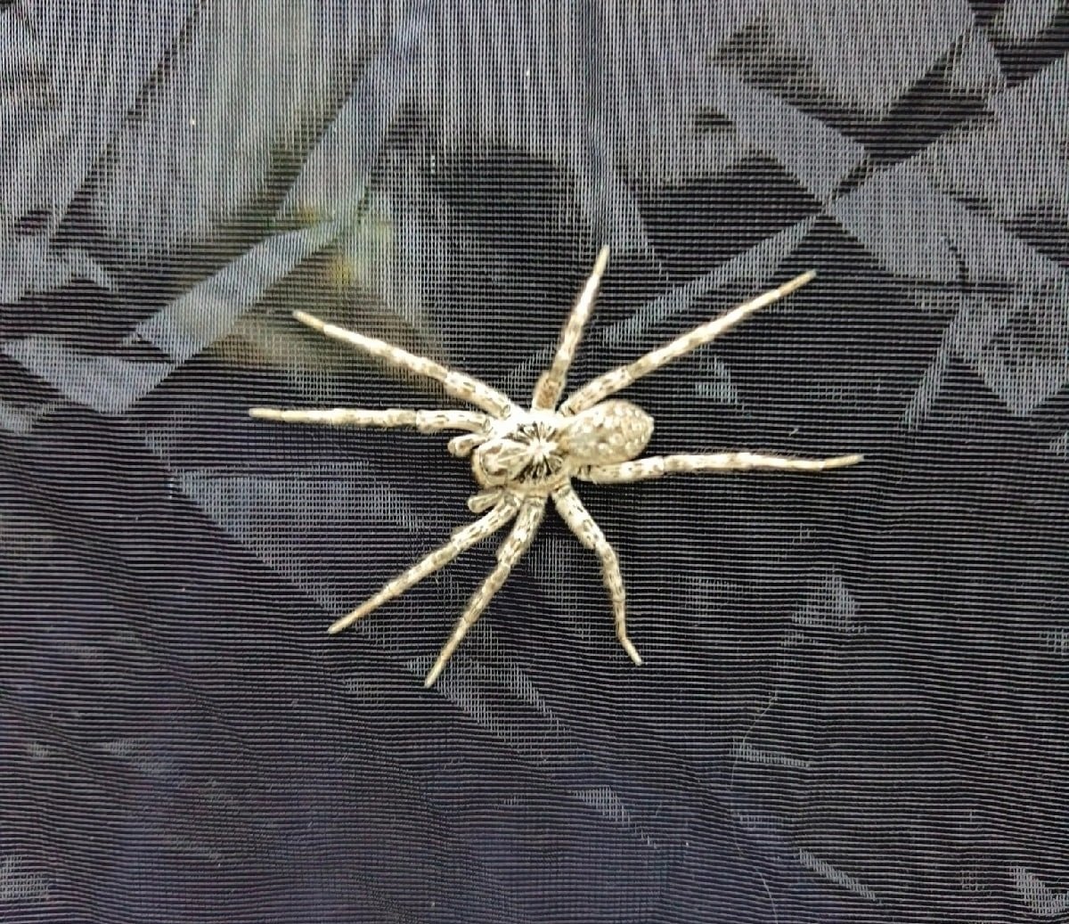 Паук Тарантул