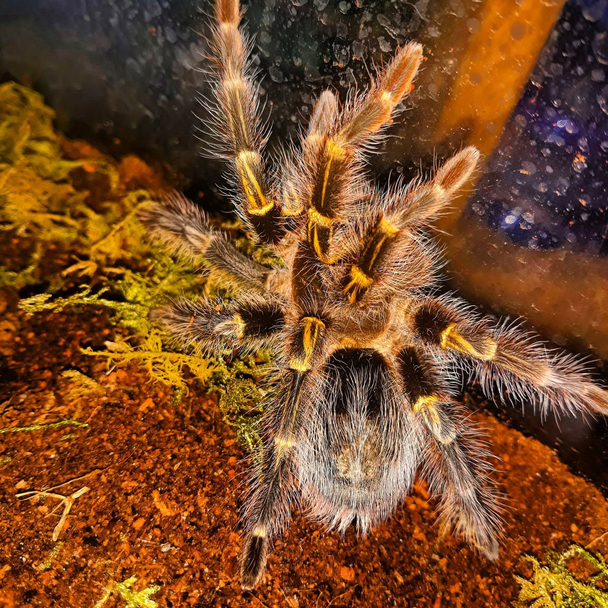 Тарантул птицеед