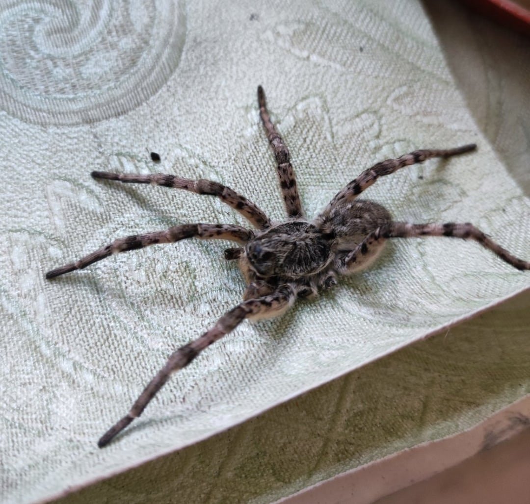 Южнорусский Тарантул