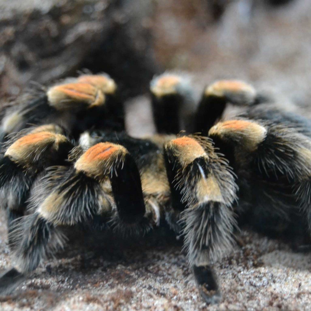 Джунгарский Тарантул