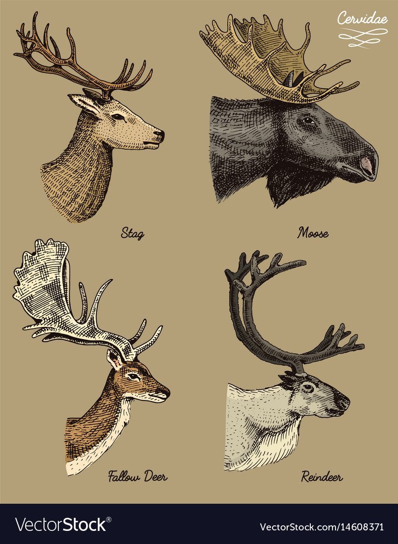 Рога оленя сбоку