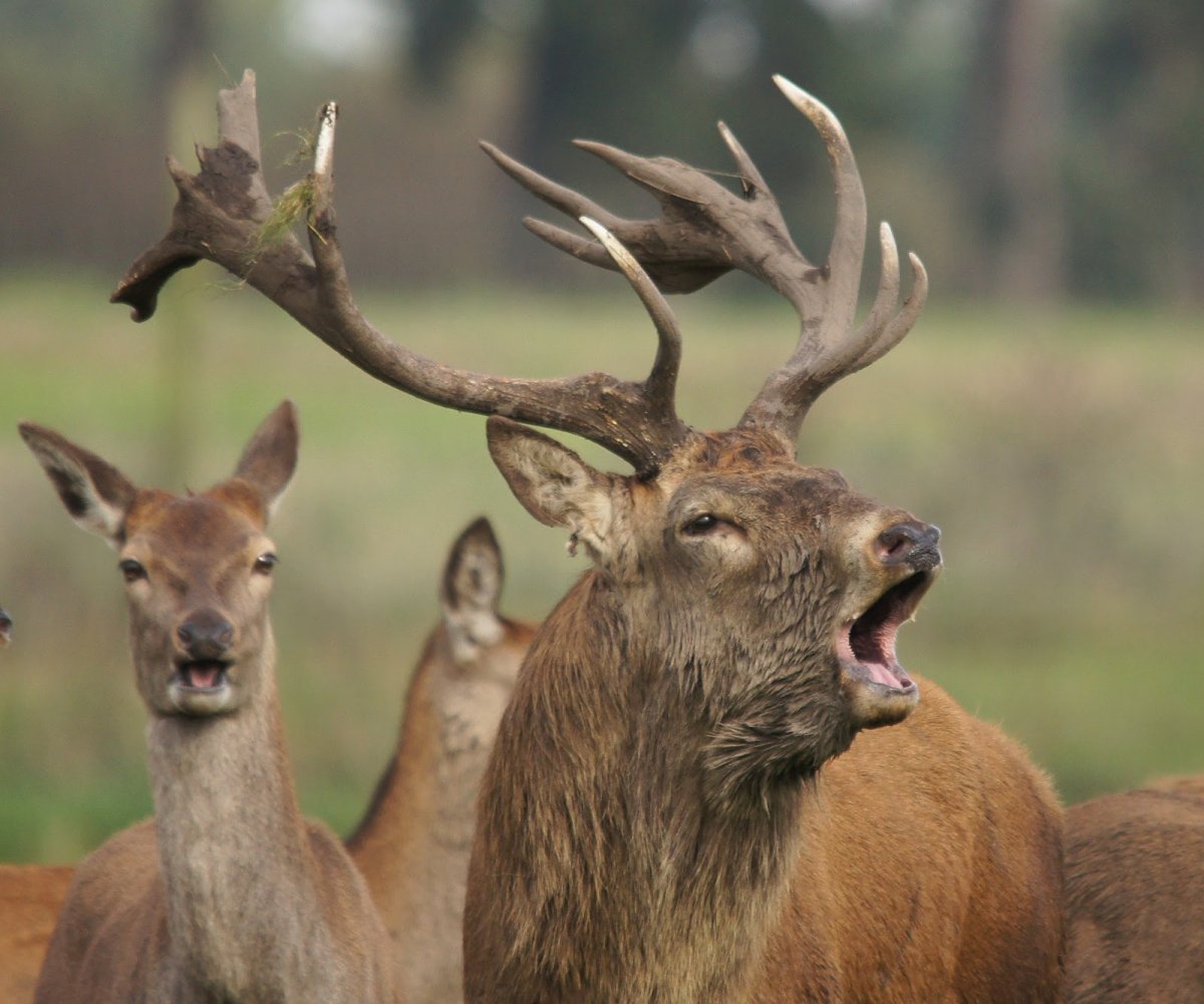 Животные Продолжительность жизни олень