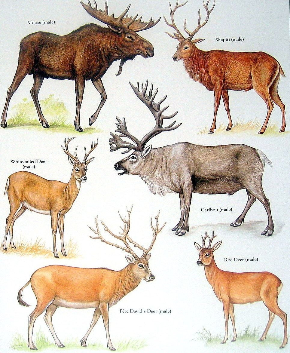 Марал изюбрь благородный олень отличия