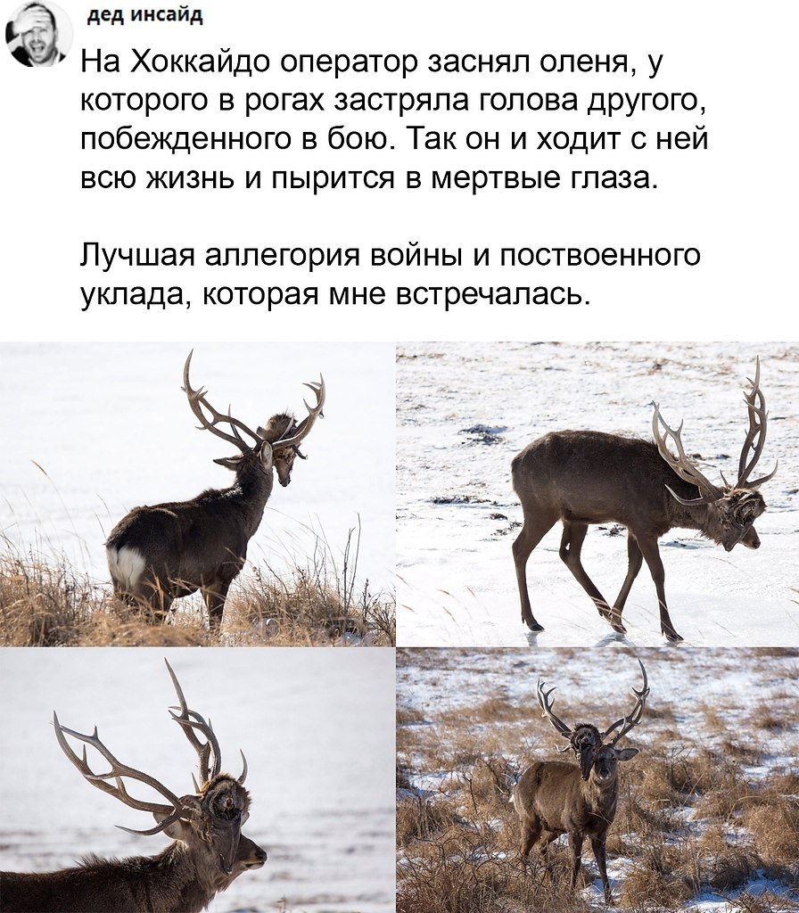 Рога оленя на голову