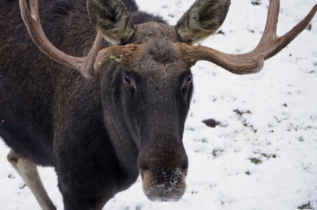 Лось и лосиха