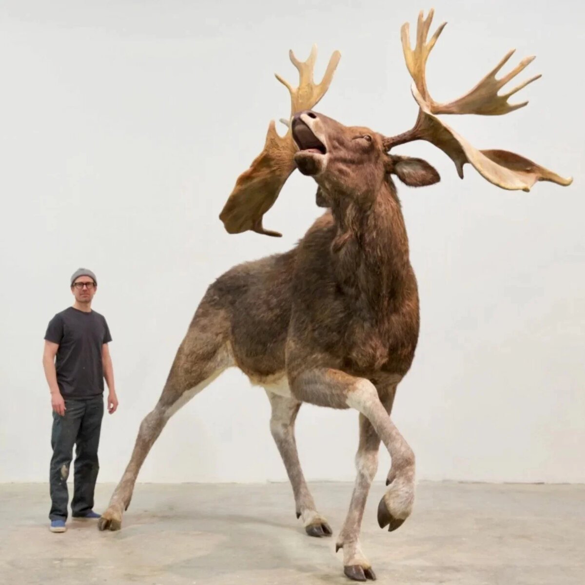 Большерогий олень и Лось