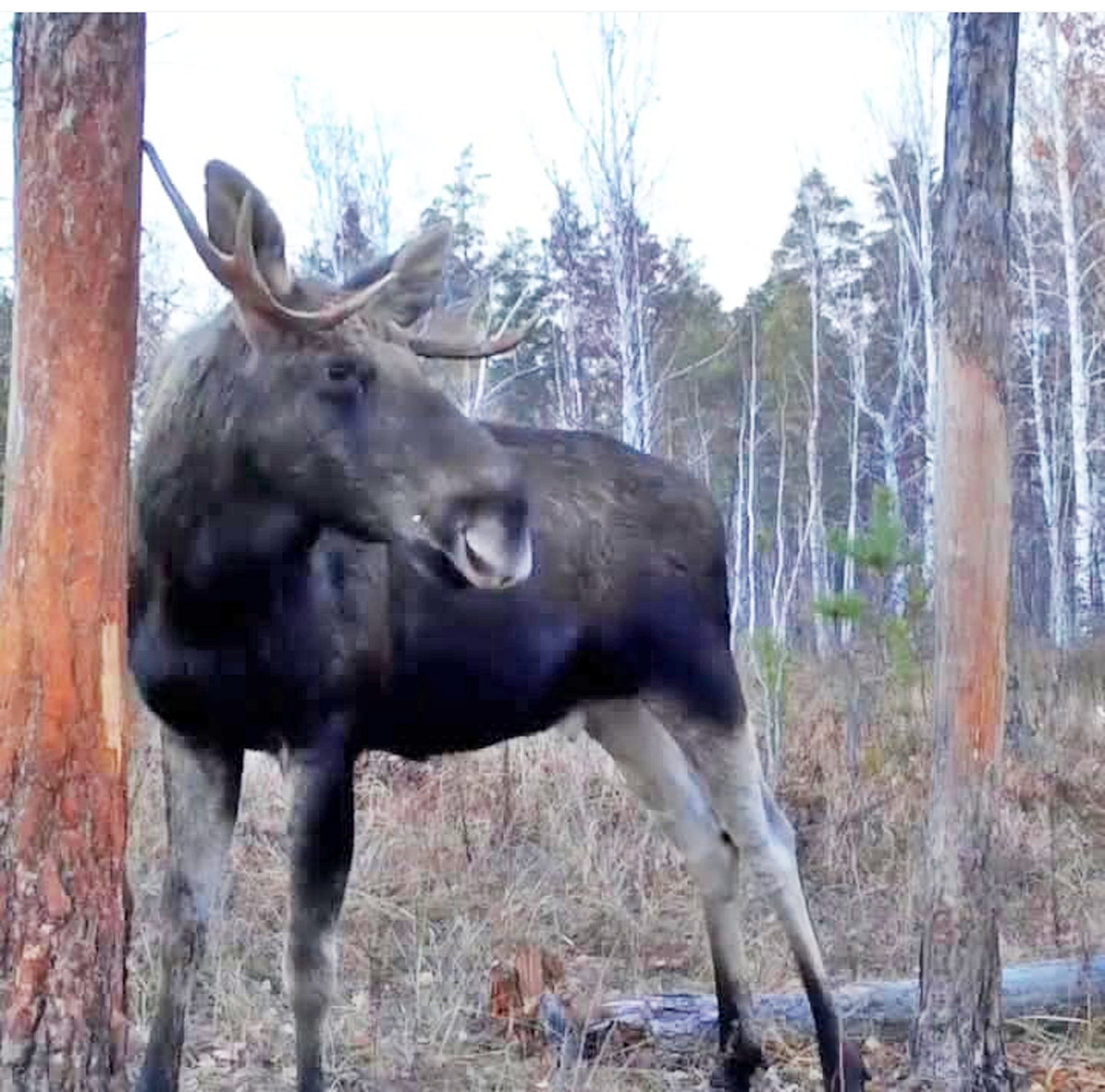 Лось и лосиха