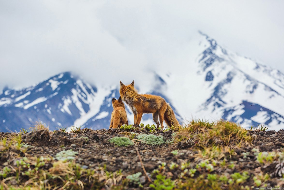 Дикие звери Камчатки