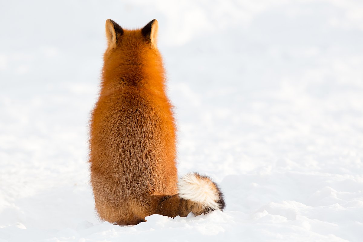 Лиса со спины