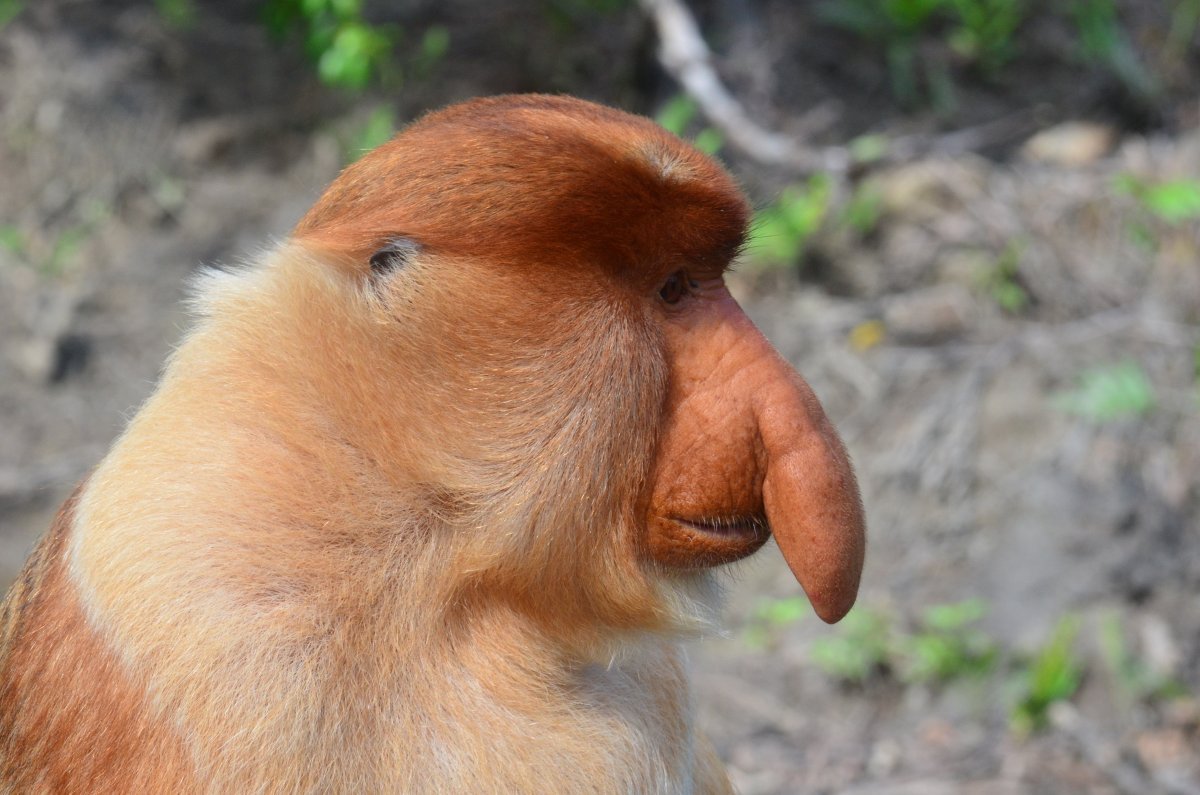 Носач (proboscis Monkey)