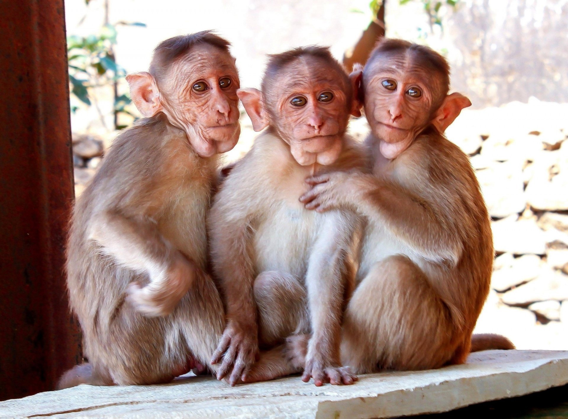 Смешное шимпанзе. Смешные обезьяны. Две обезьянки. Три обезьяны. Три обезьянки.