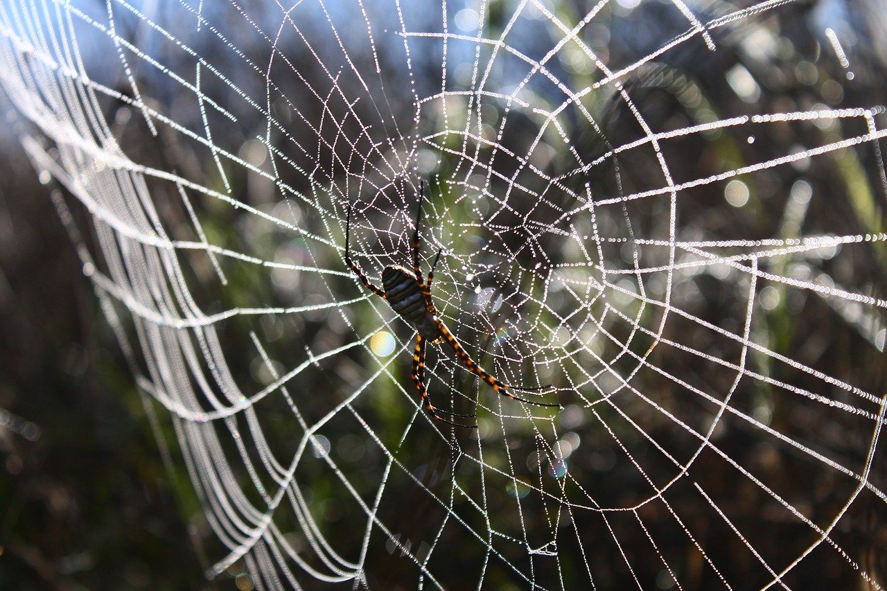Включи паутинка. Паутинная сеть паука. Паутина паука крестовика. Паутина паука ледопряда. Ловчие сети пауков.