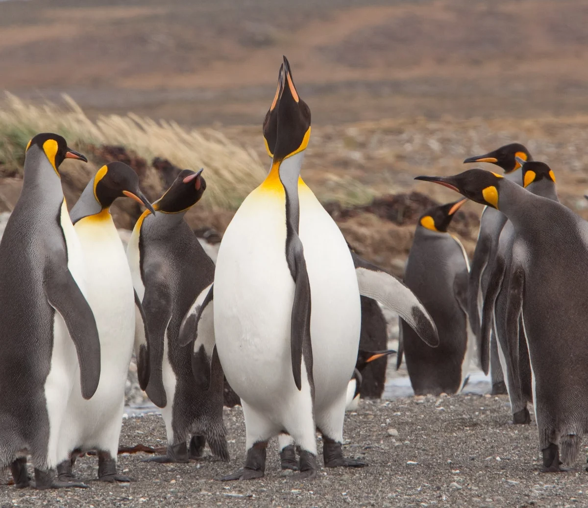Королевский Пингвин Пингвин. Пингвин Aptenodytes Demersa. Пингвины Королевские Императорские. Императорский Пингвин и Королевский Пингвин. Emperor penguin