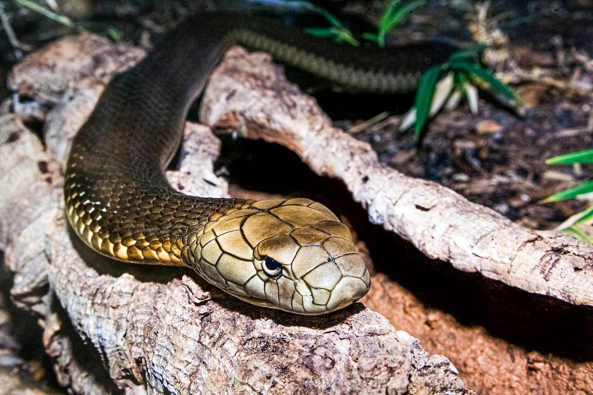 King Cobra