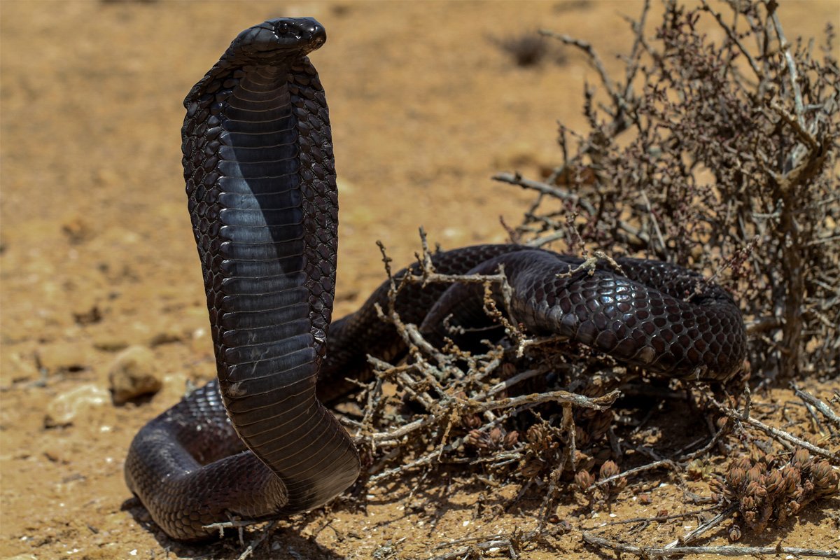 Египетская Королевская Кобра
