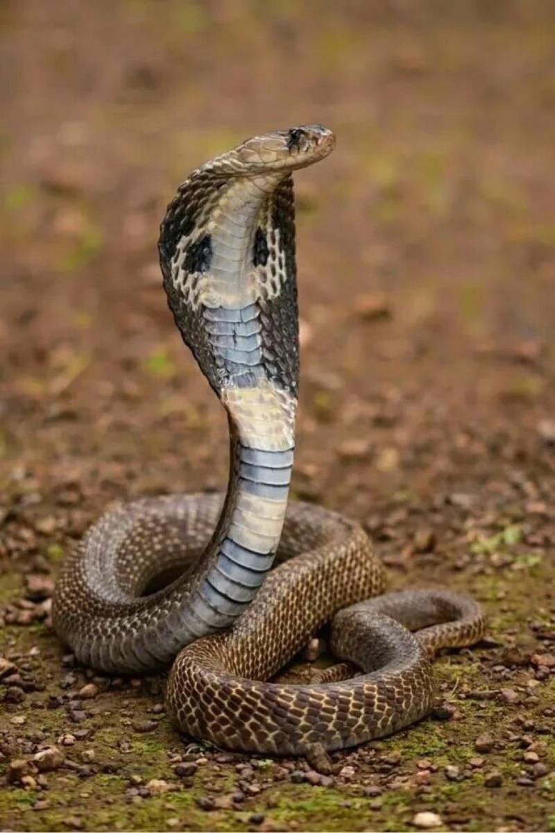 Змея Кобра Королевская