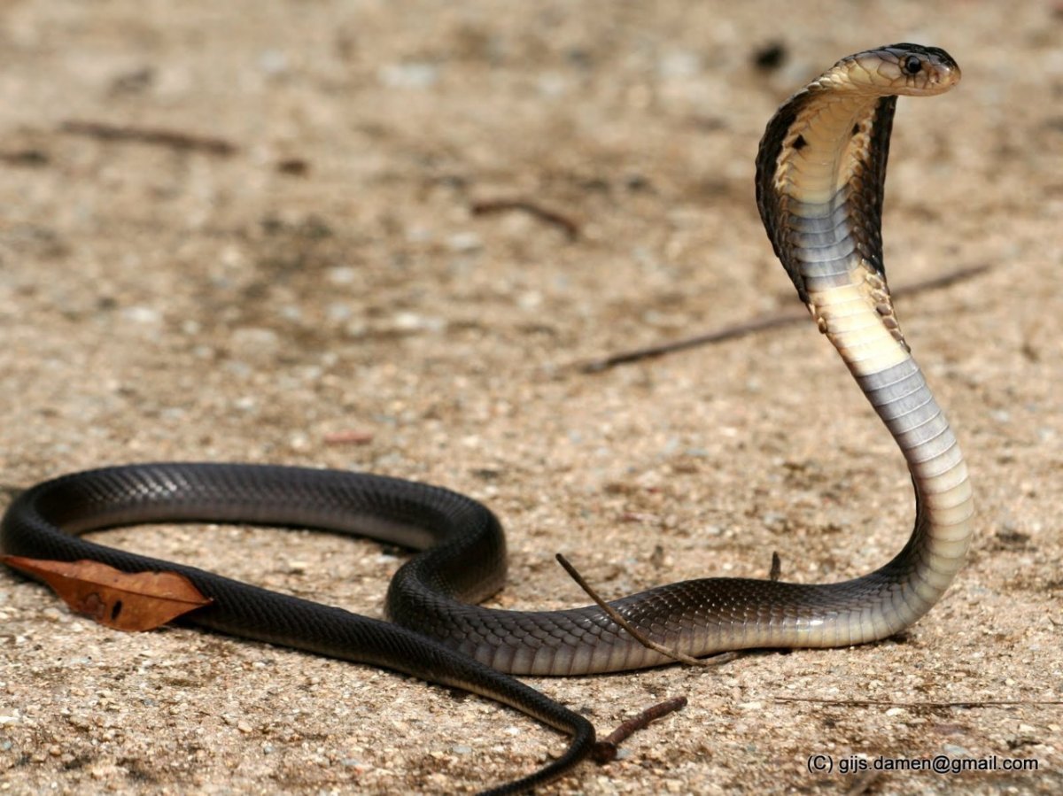 Каспийская Кобра