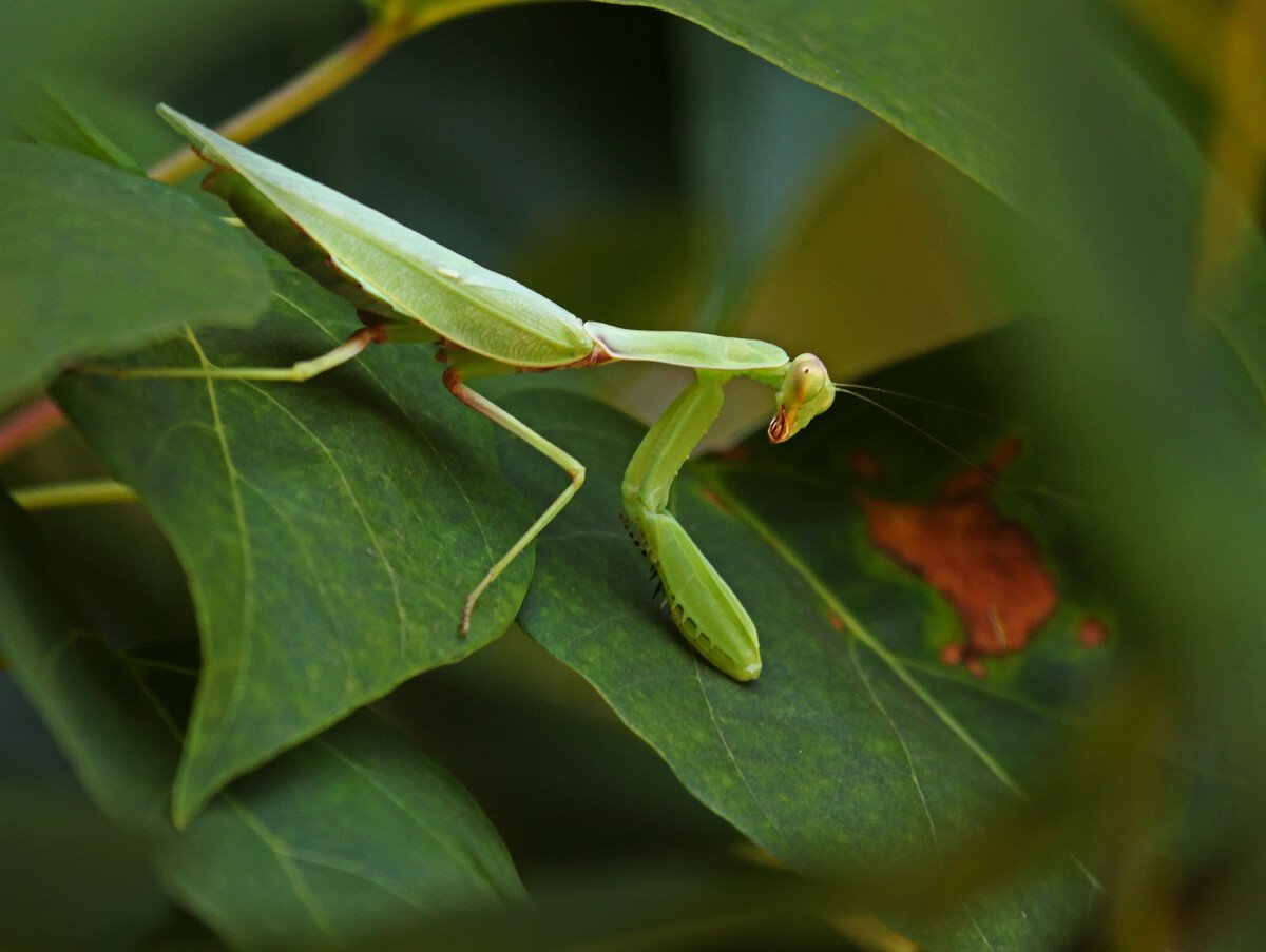 Не нашли Богомолов