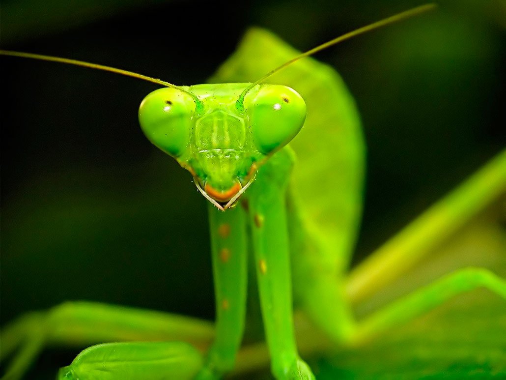 Богомол обыкновенный