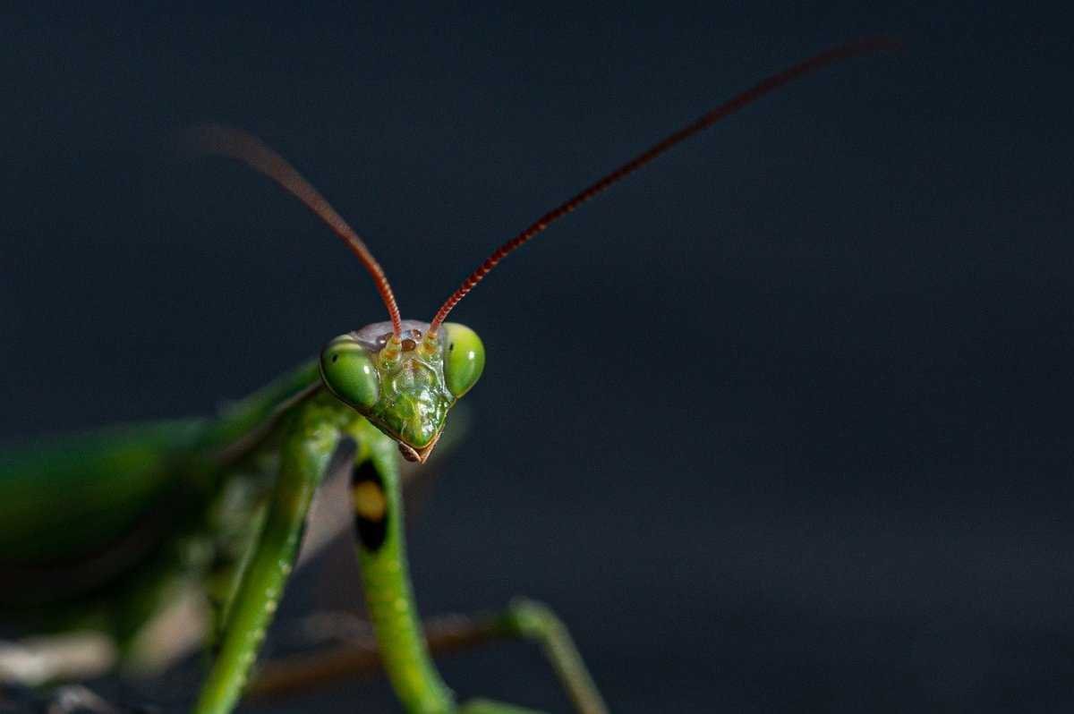 Букашки 2 богомол