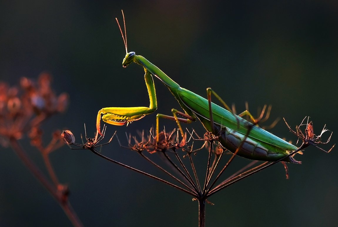 Моховой богомол