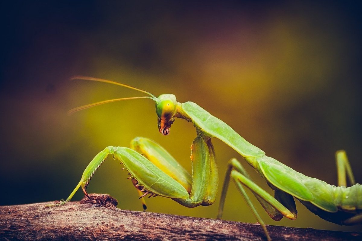 Земляной богомол