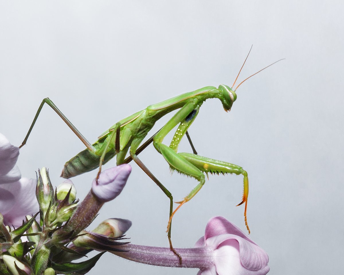 Пёстрокрылый богомол