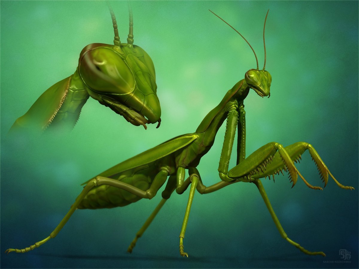Mantis religiosa, самка