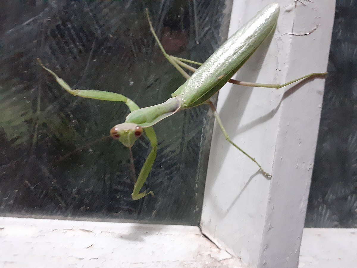 Белый богомол в квартире примета