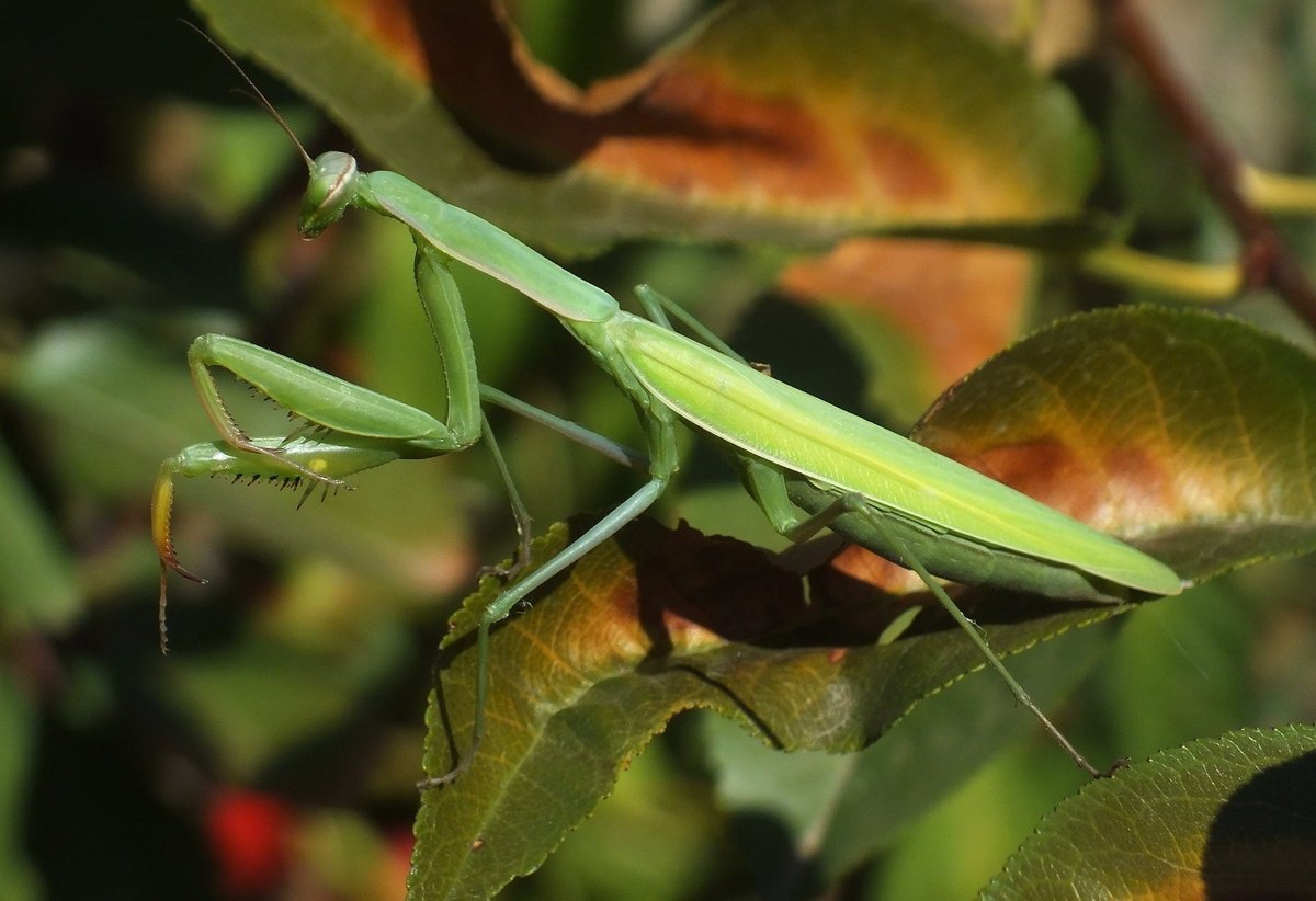 Богомолы Мантис зелёный