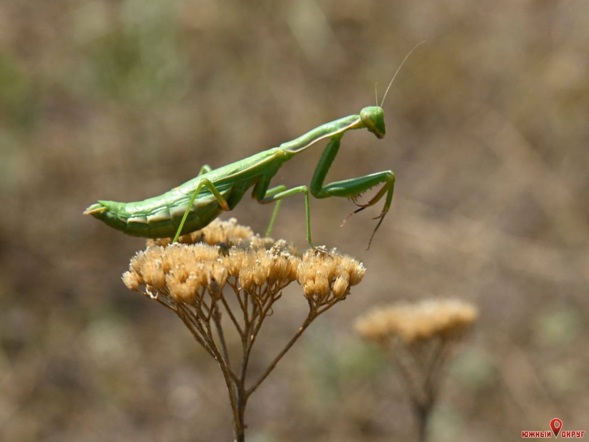 Богомол насекомое которое обитает в Узбекистане