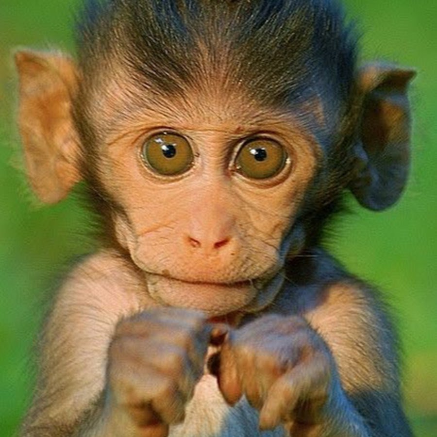 Обезьяна с зелеными глазами