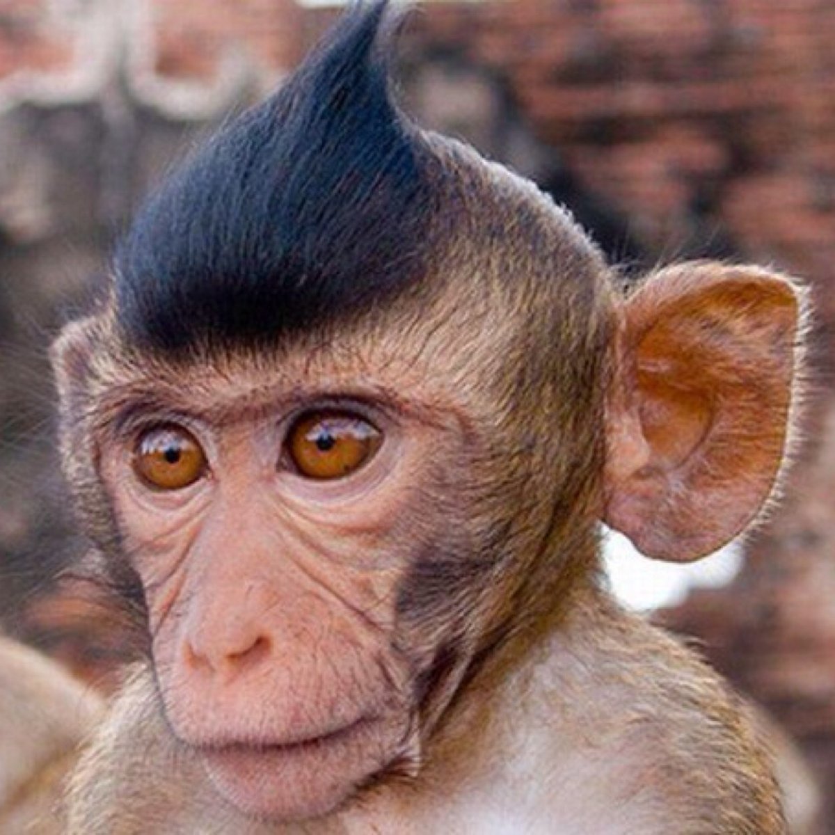 Ушастая обезьяна