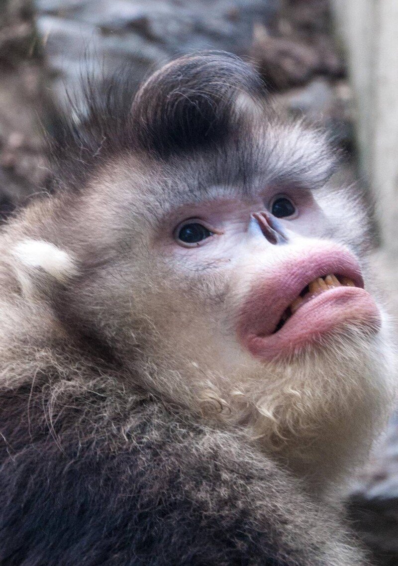 Обезьяна ринопитек